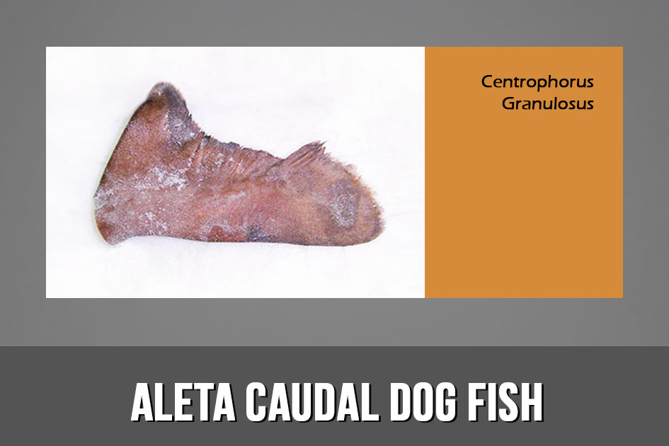 Aleta caudal dog fish