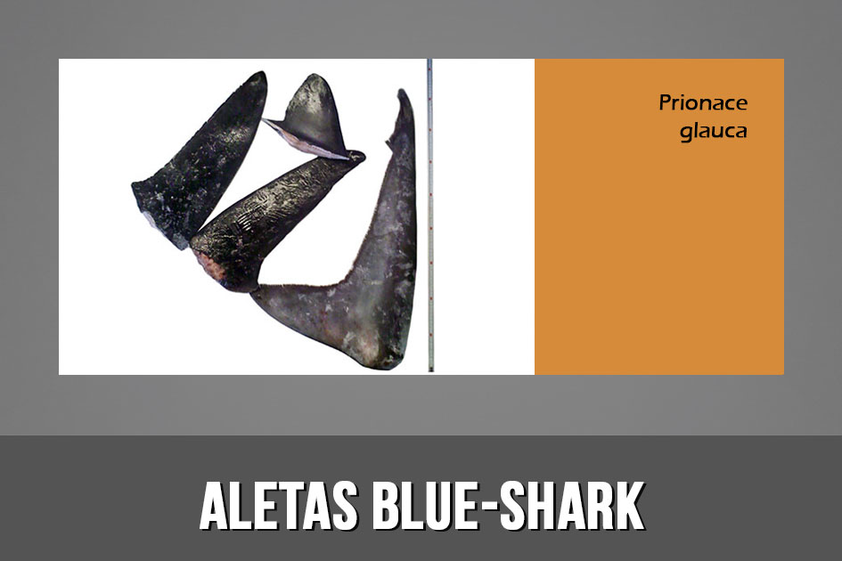 ALETAS BLUE SHARK