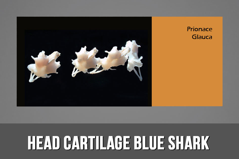 HEAD CARTILAGE BLUE SHARK