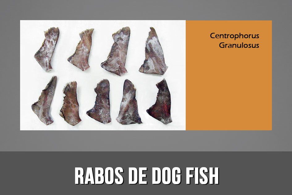 Rabos dog fish